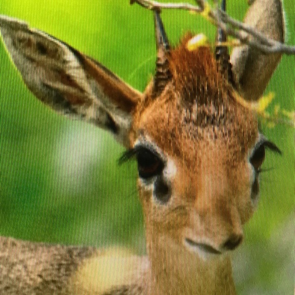 Meet your Posher, Ricky - Picture 1 of 1